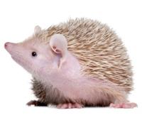 Spiked Tenrec